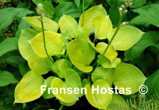 Hosta Light of Zetar